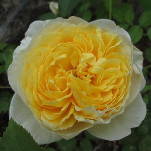 Engleska ruža - Ruža - Charlotte - 